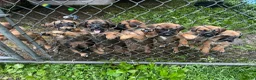 Mixed Breed dogs for sale: Mixed Breed 6 - Ad 3