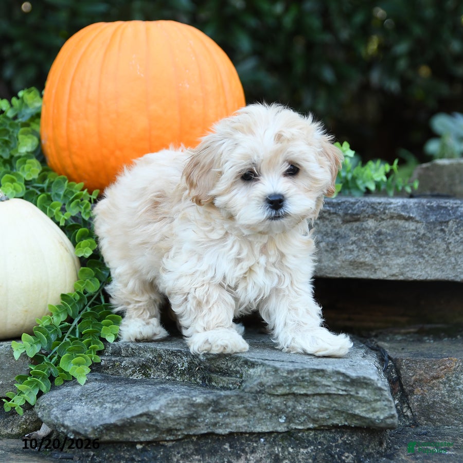 Maltipoo dogs Xavier - Ad 2