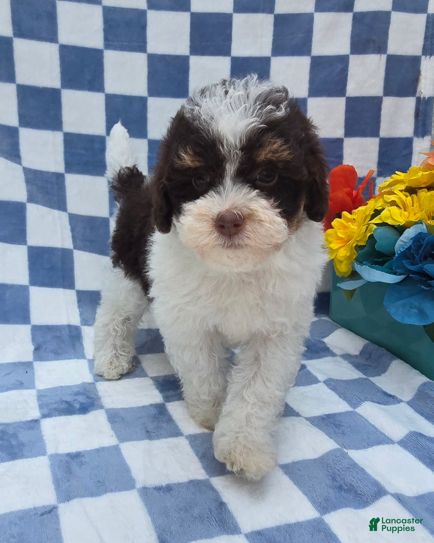 Yorkiepoo dogs Klarity  - Ad 25