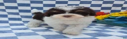 Yorkiepoo dogs for sale: Klarity  - Ad 3