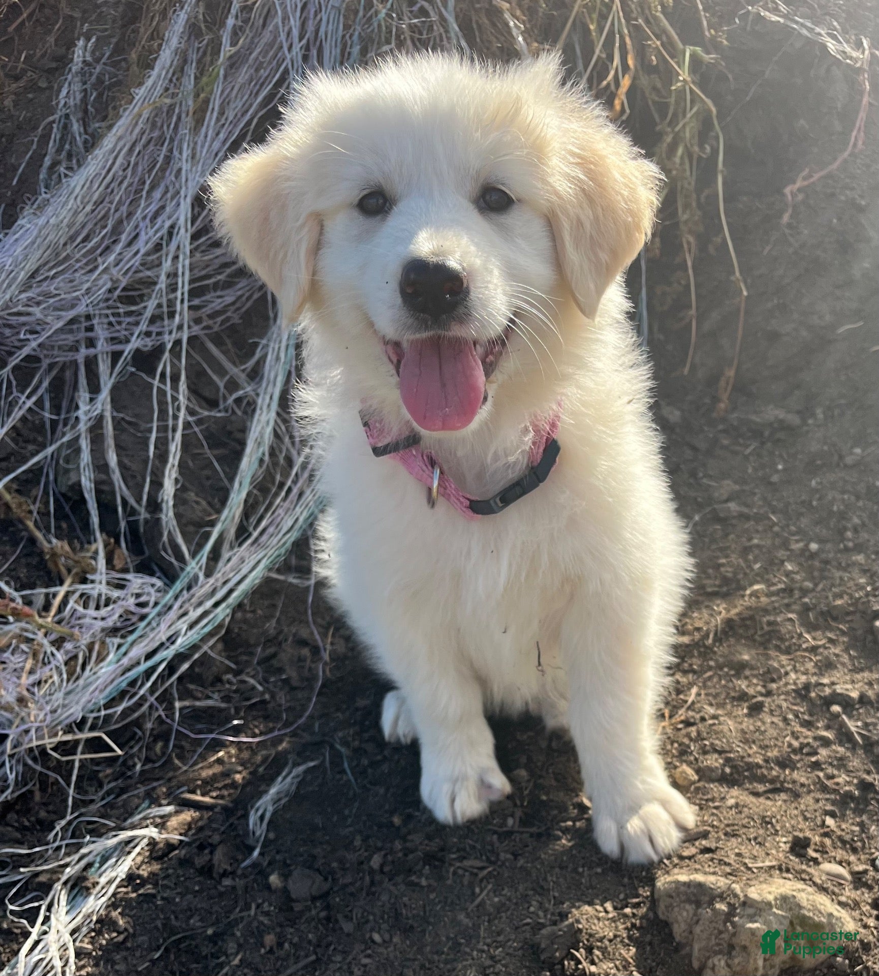 Mixed Breed dogs for sale: Eva Mea - Ad 3
