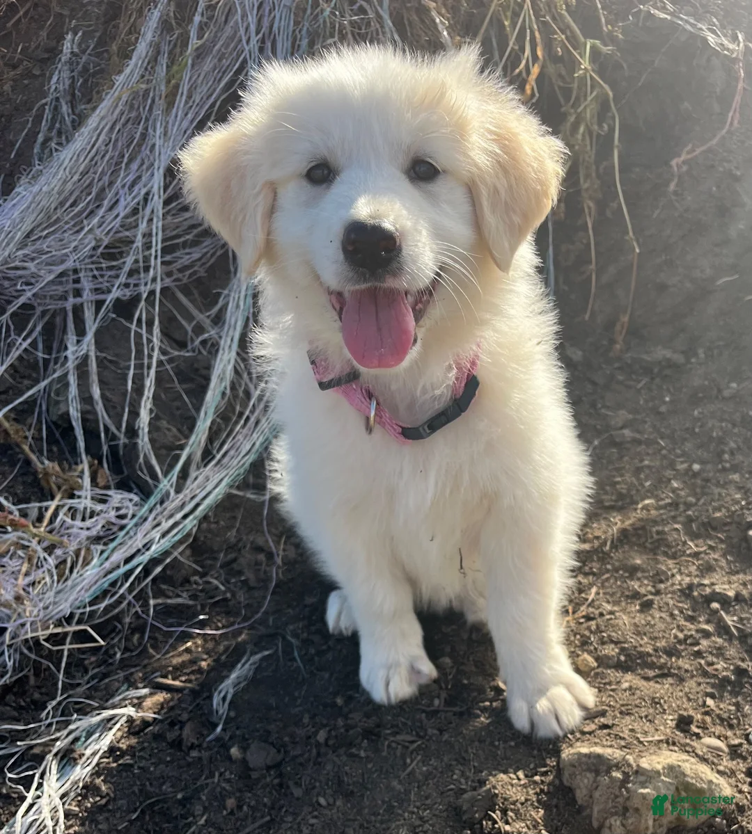 Mixed Breed dogs for sale: Eva Mea - Ad 1