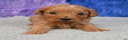 Cavapoo dogs for sale: Cavapoo 6 - Ad 8