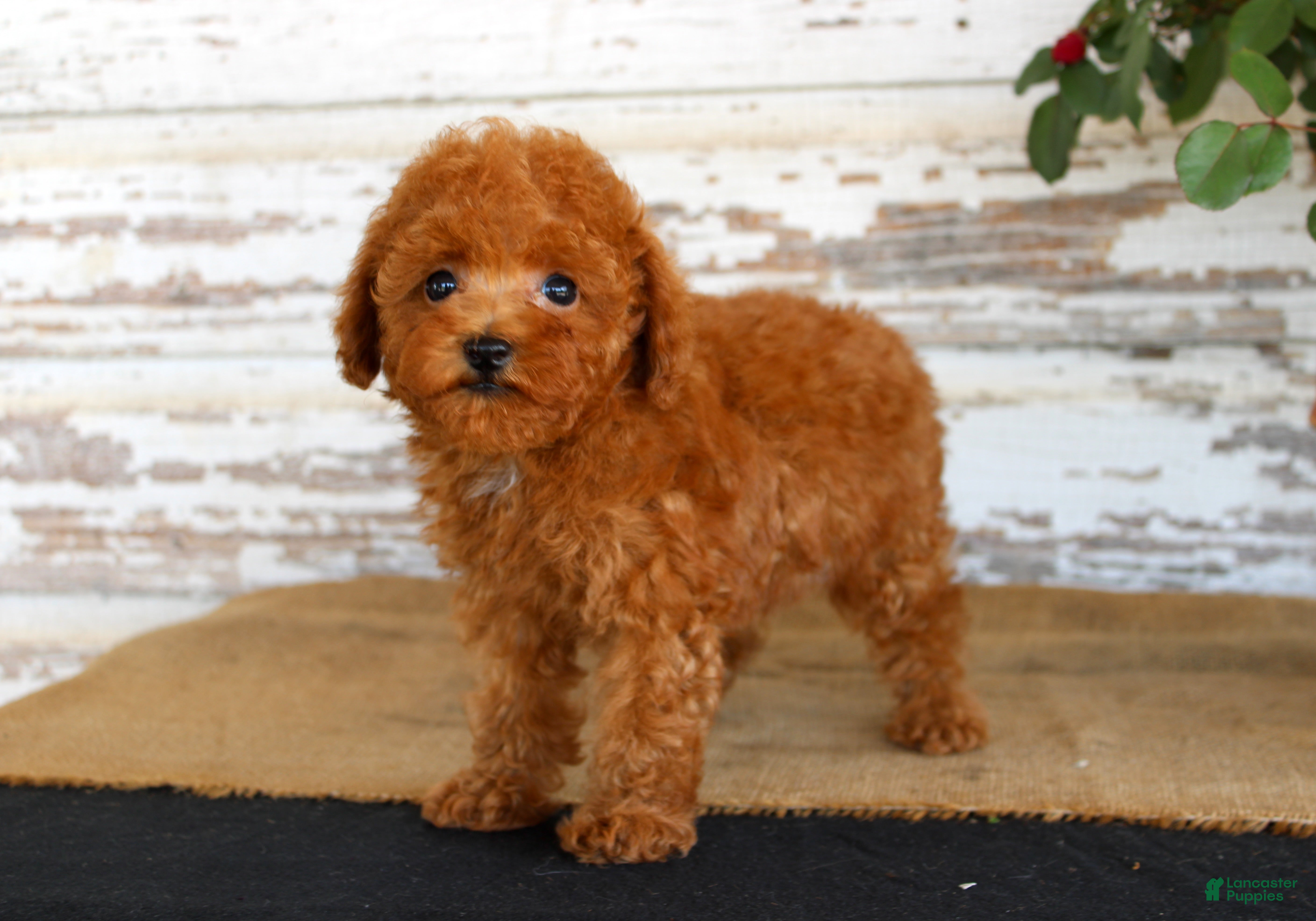 Toy Poodle dogs Kyle - Ad 16