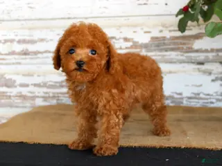 Toy Poodle dogs Kyle - Ad 16