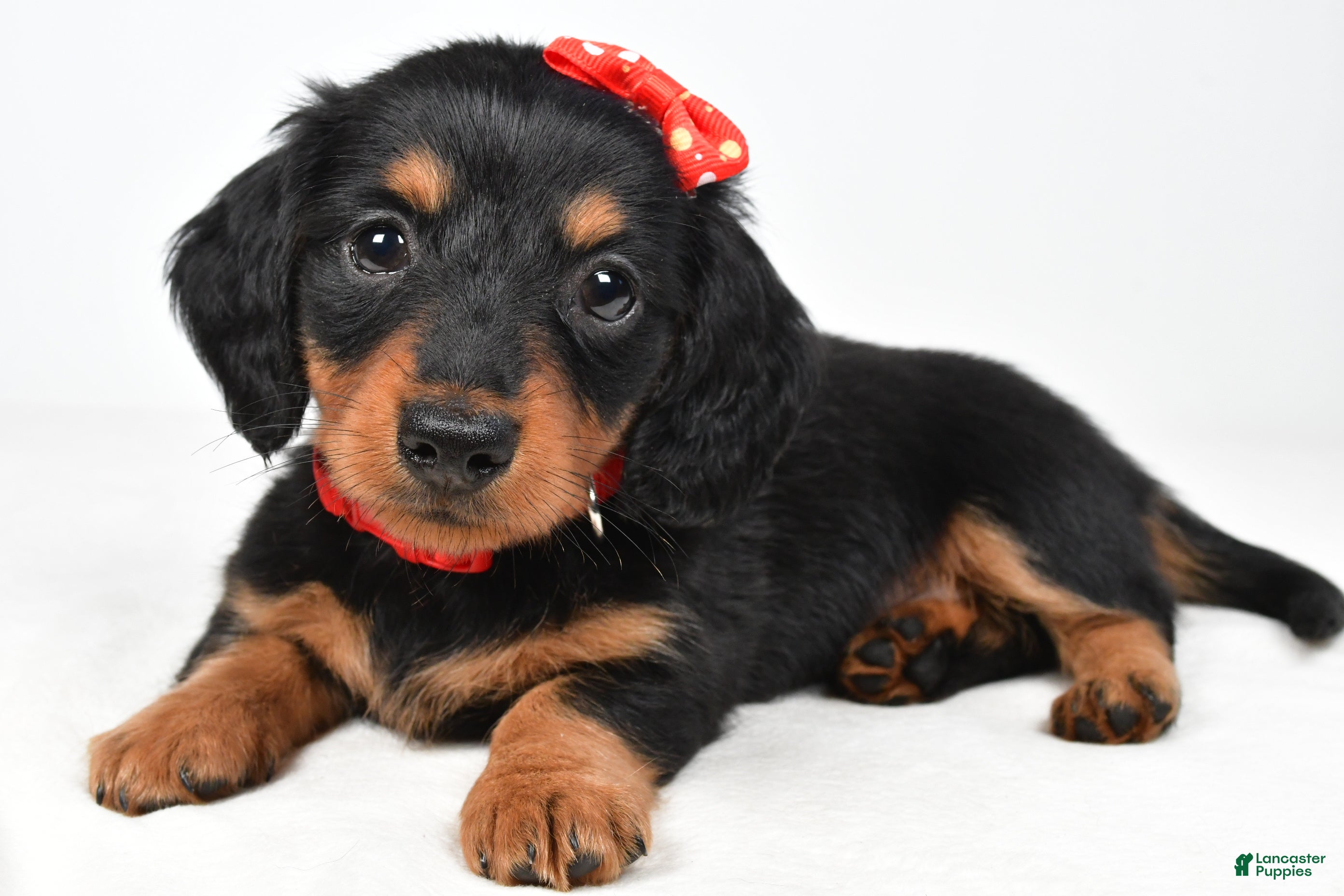 Miniature Dachshund dogs Howard - Ad 1
