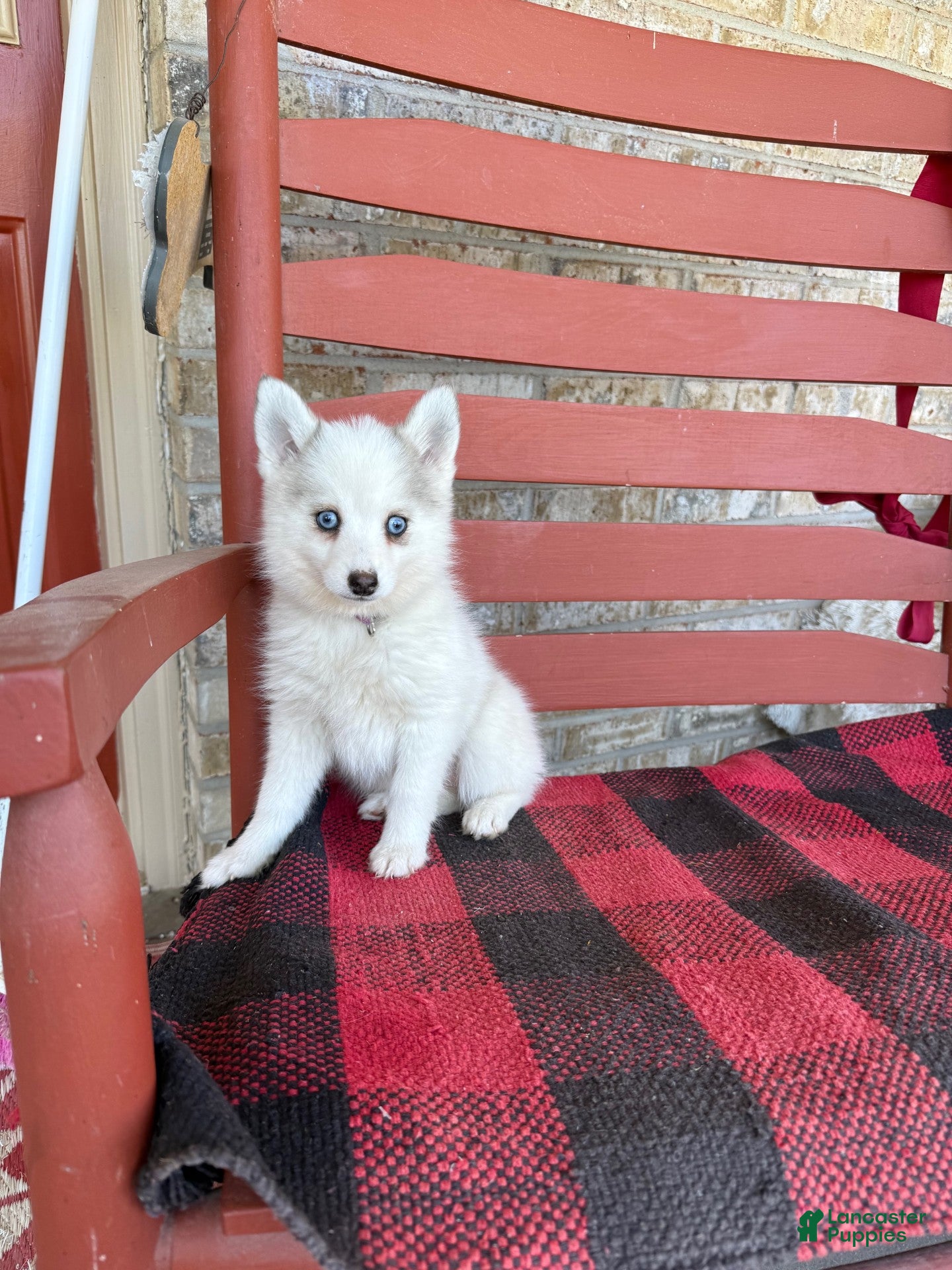 Pomsky dogs Abby - Ad 5