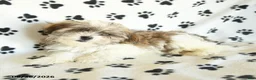 Shorkie dogs for sale: Ivanhoe - Ad 4