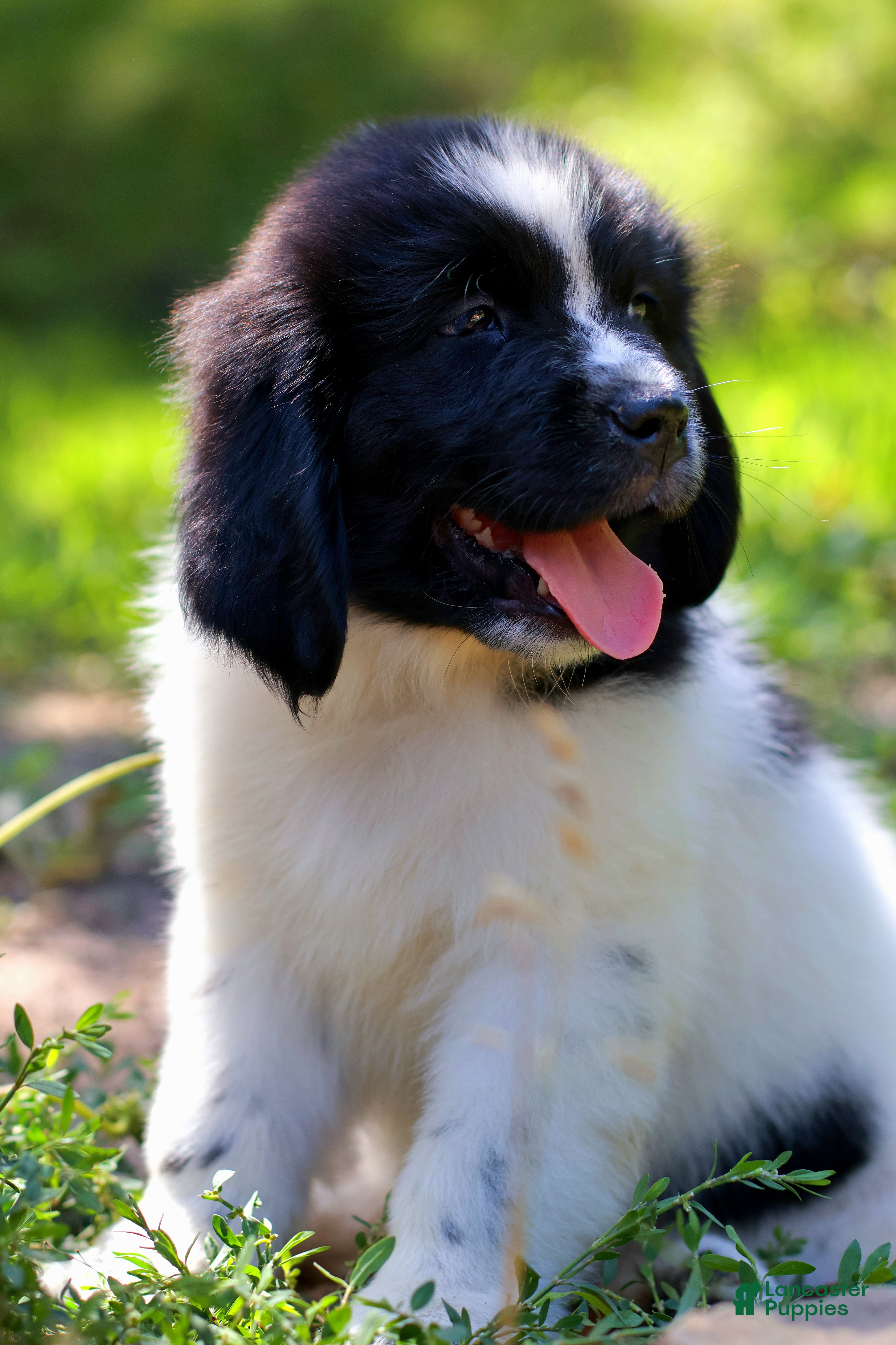 Newfoundland dogs Boo - Ad 2
