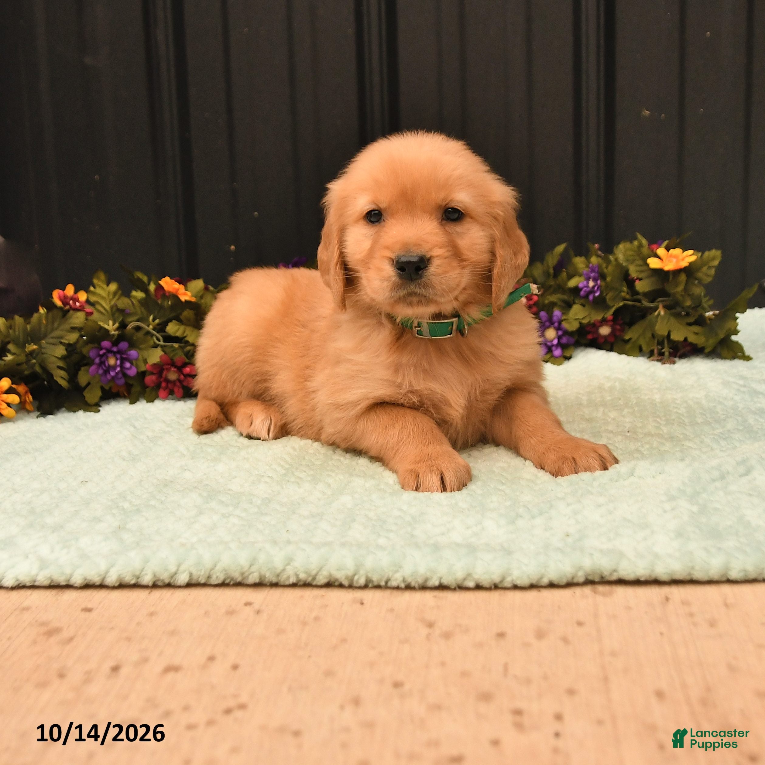 Golden Retriever dogs Bruno - Ad 1