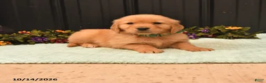 Bruno