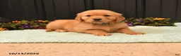 Golden Retriever dogs for sale: Bruno - Ad 1