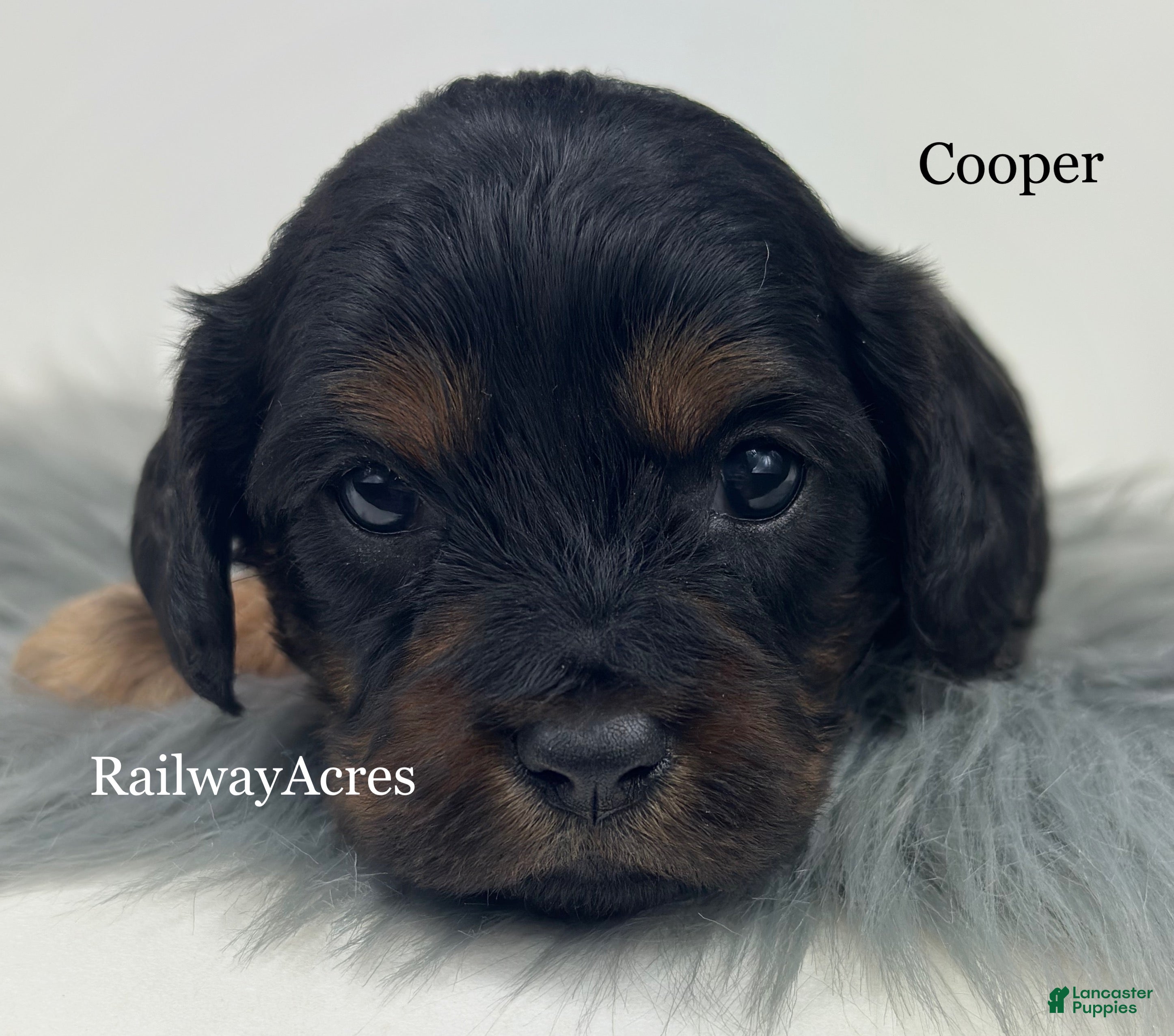 Cavapoo dogs Cooper - Ad 17