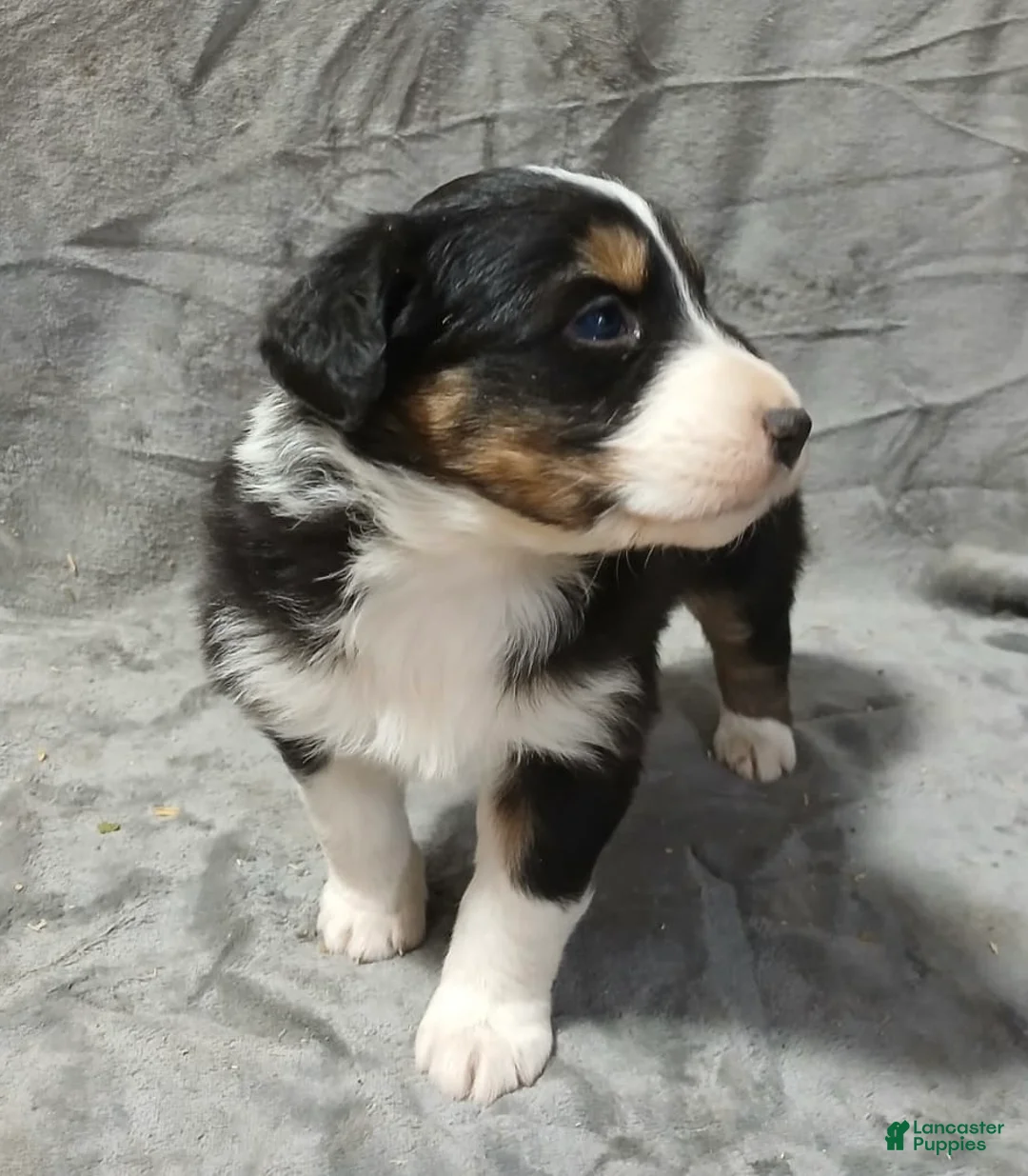 Australian Shepherd dogs for sale: Flynn - Ad 19