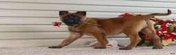 Belgian Malinois dogs for sale: Ginger - Ad 15