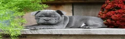 Frenchton dogs for sale: Rambo - Ad 4