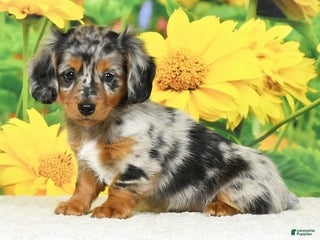 Miniature Dachshund dogs - Ad 31