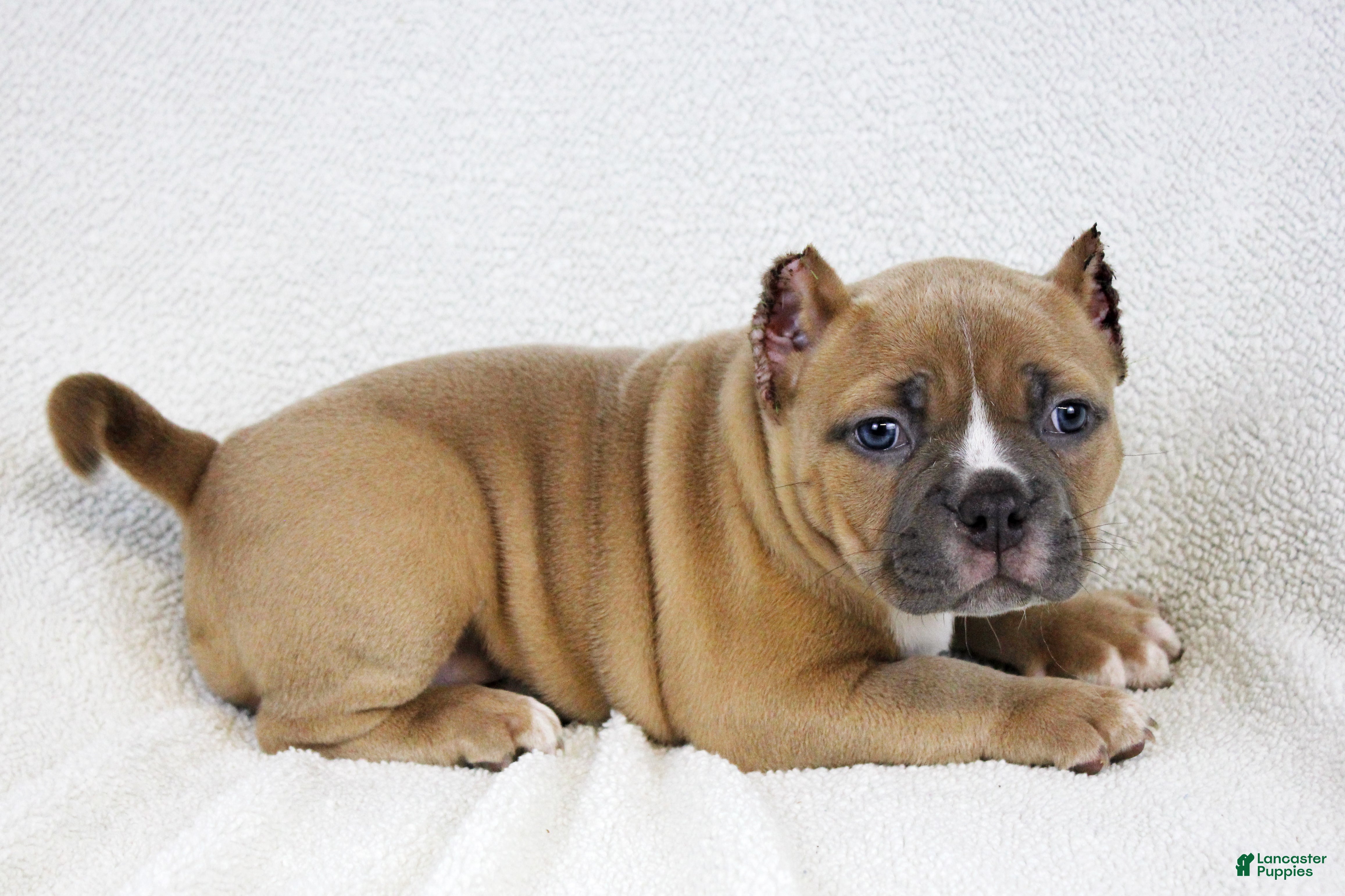 American Bully dogs Fawn Female - Ad 2