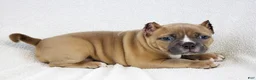 American Bully dogs for sale: Fawn Female - Ad 2