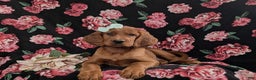 Irish Setter dogs for sale: Georgia - Ad 5