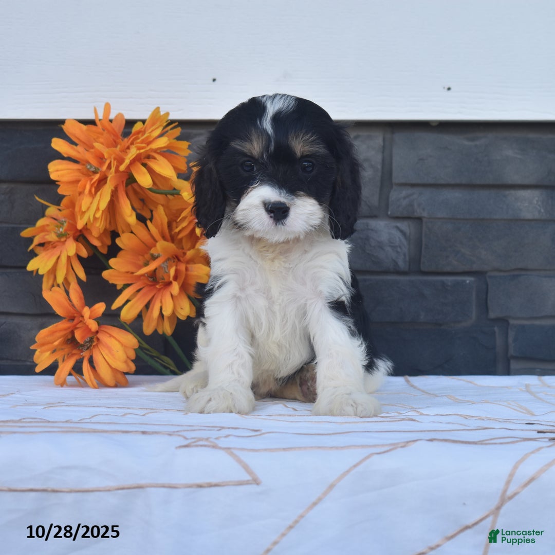 Cavapoo dogs for sale: Hank - Ad 4