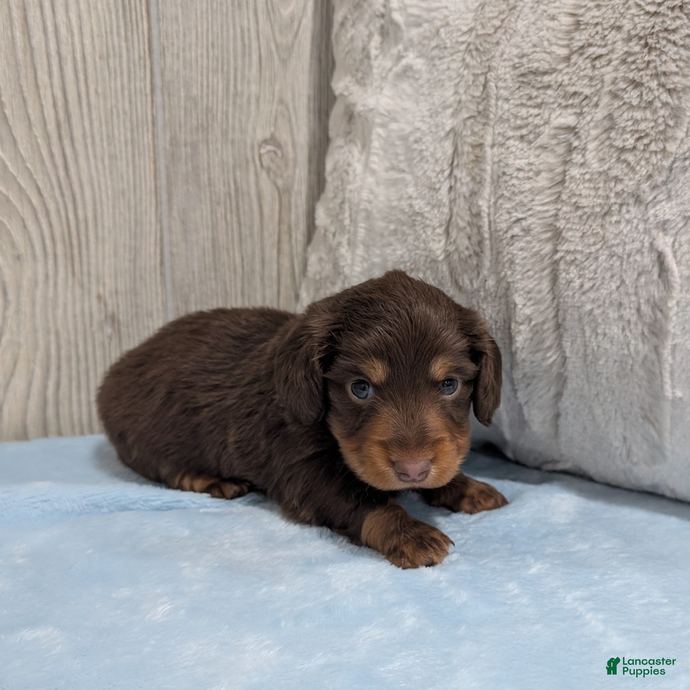Miniature Dachshund dogs Shadow - Ad 2