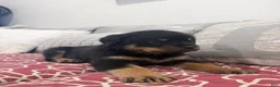 Rottweiler dogs for sale: GREEN collar boy - Ad 4