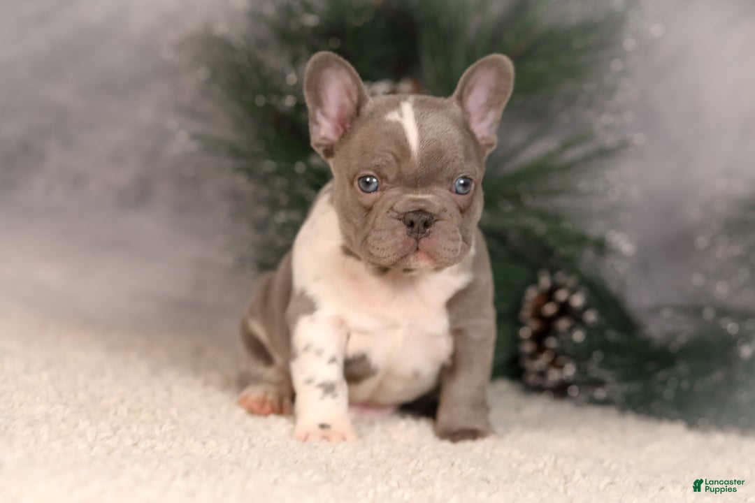 French Bulldog dogs for sale: Baxter - Ad 10