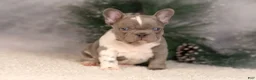 French Bulldog dogs for sale: Baxter - Ad 10