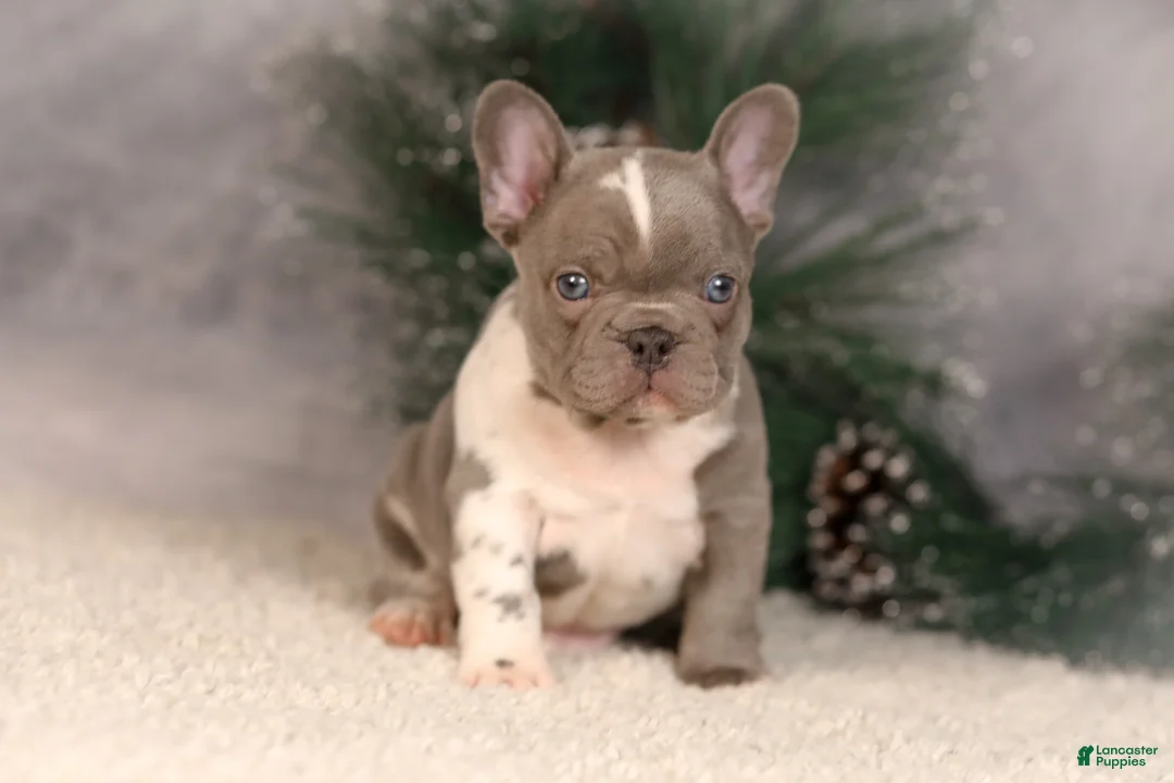 French Bulldog dogs for sale: Baxter - Ad 10