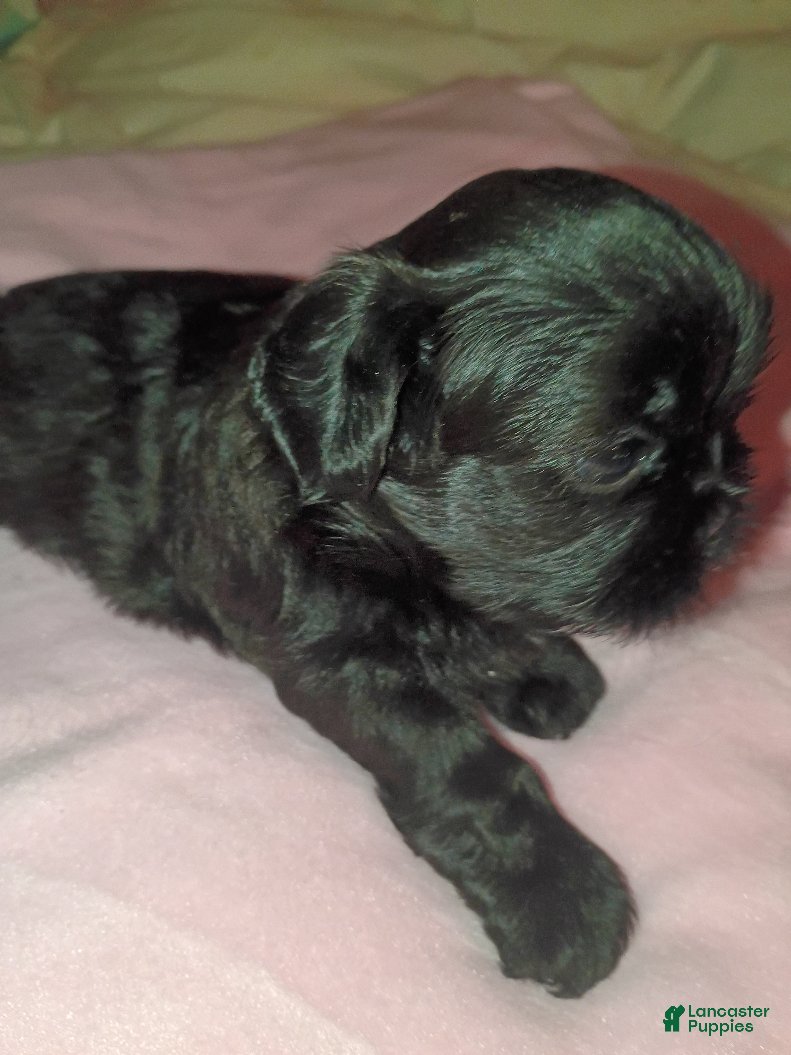 Shih Tzu dogs Shih Tzu 3 - Ad 2