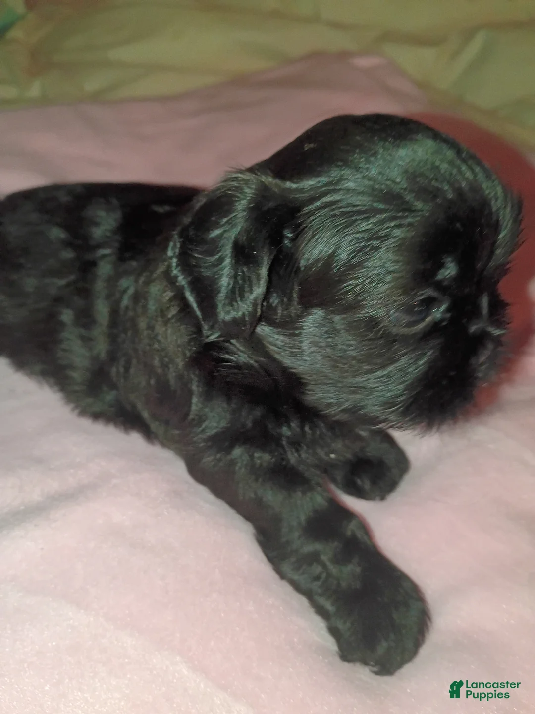 Shih Tzu dogs for sale: Shih Tzu 3 - Ad 2