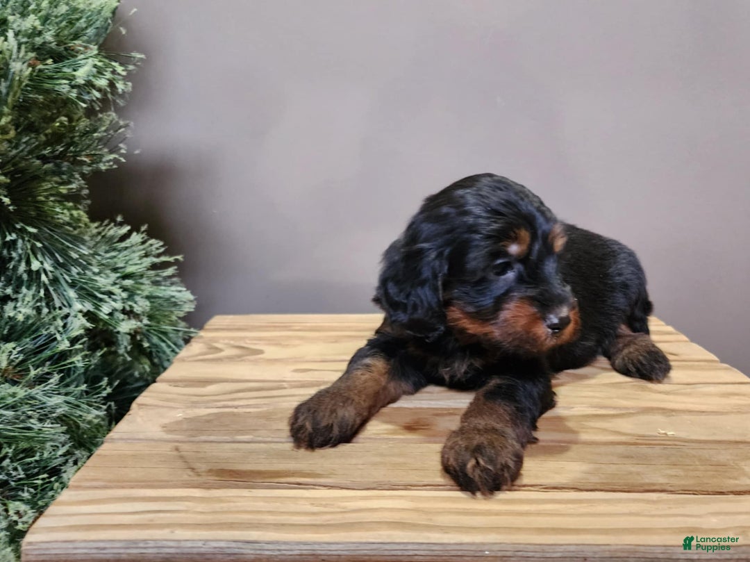 Mini Bernedoodle dogs for sale: Donner - Ad 14