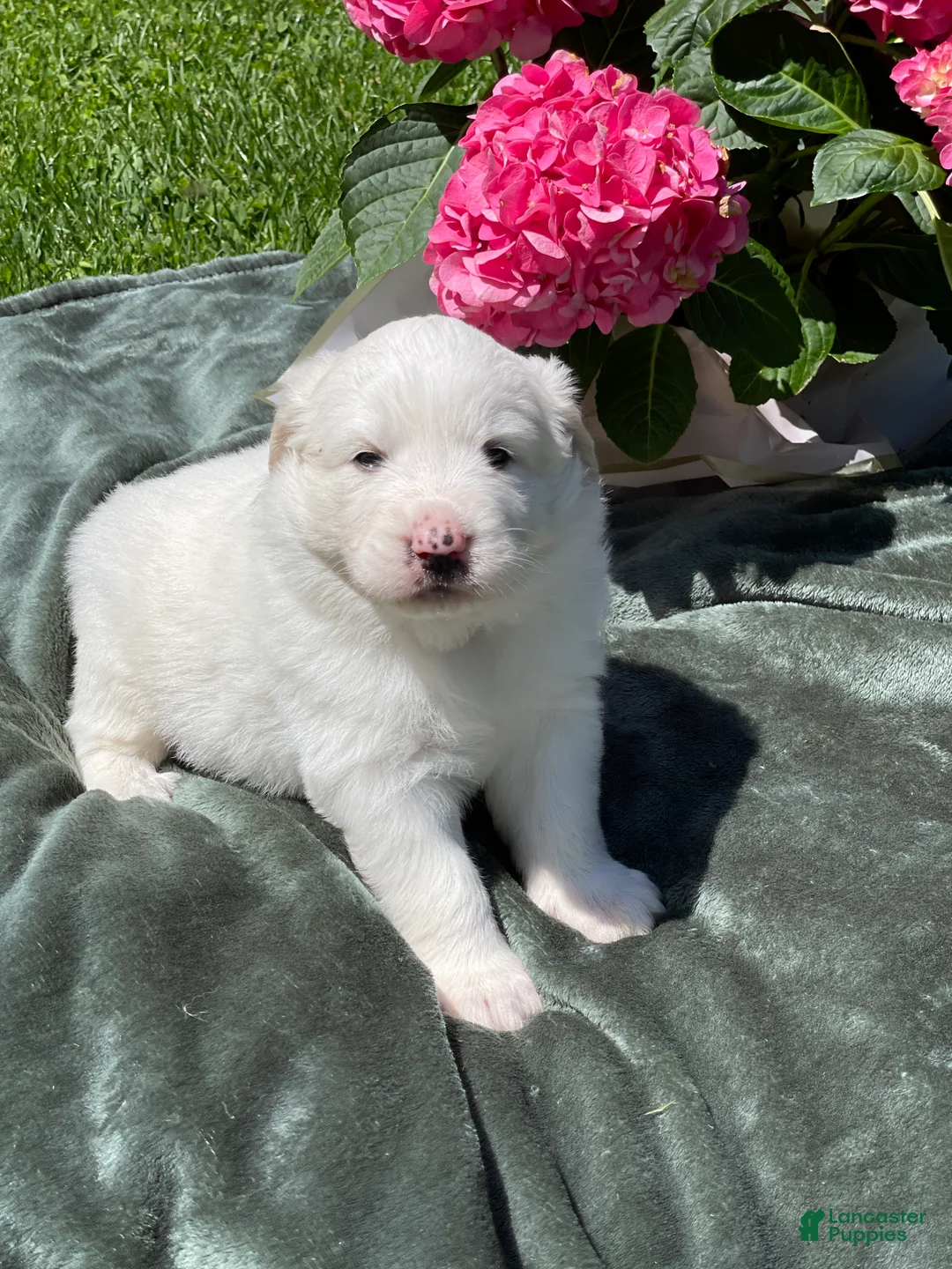 Great Pyrenees dogs for sale: Poppy - Ad 2