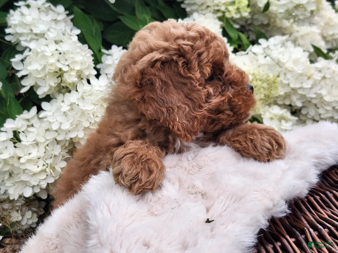 Miniature Poodle dogs for sale: Jaxon  - Ad 8