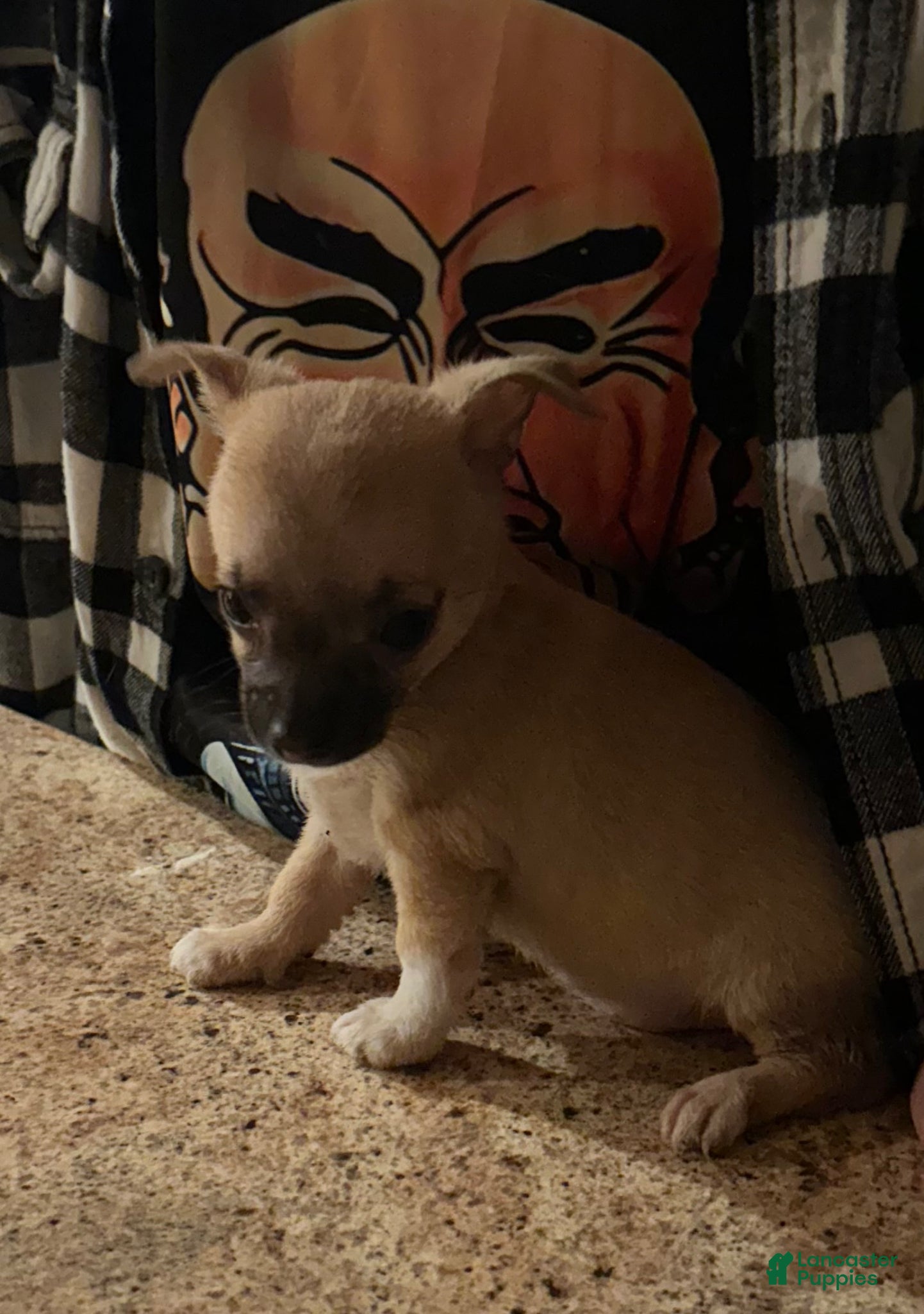 Chihuahua dogs Chihuahua Puppy 1 - Ad 14