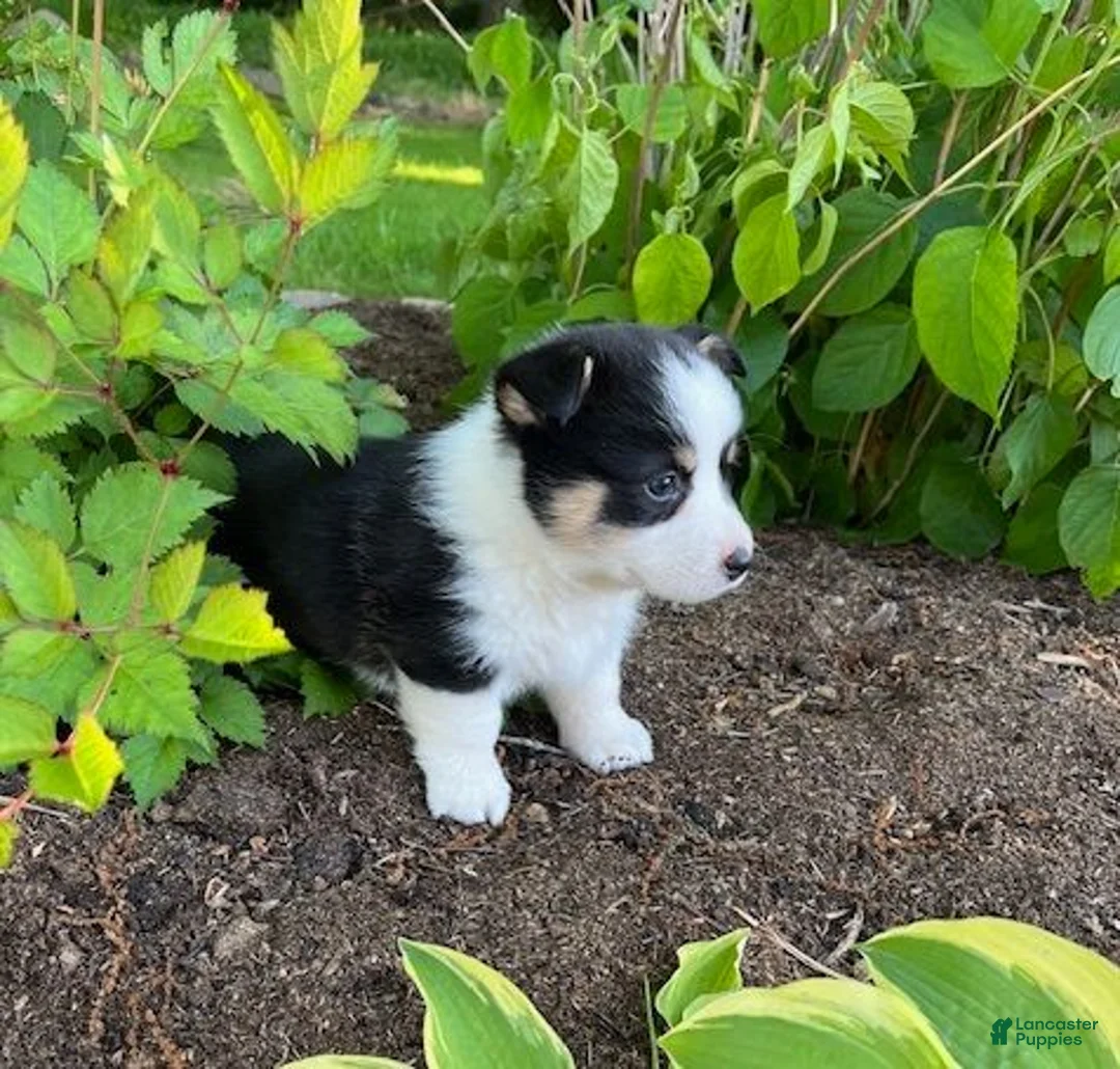 Welsh Corgi Pembroke dogs for sale: Owen - Ad 3