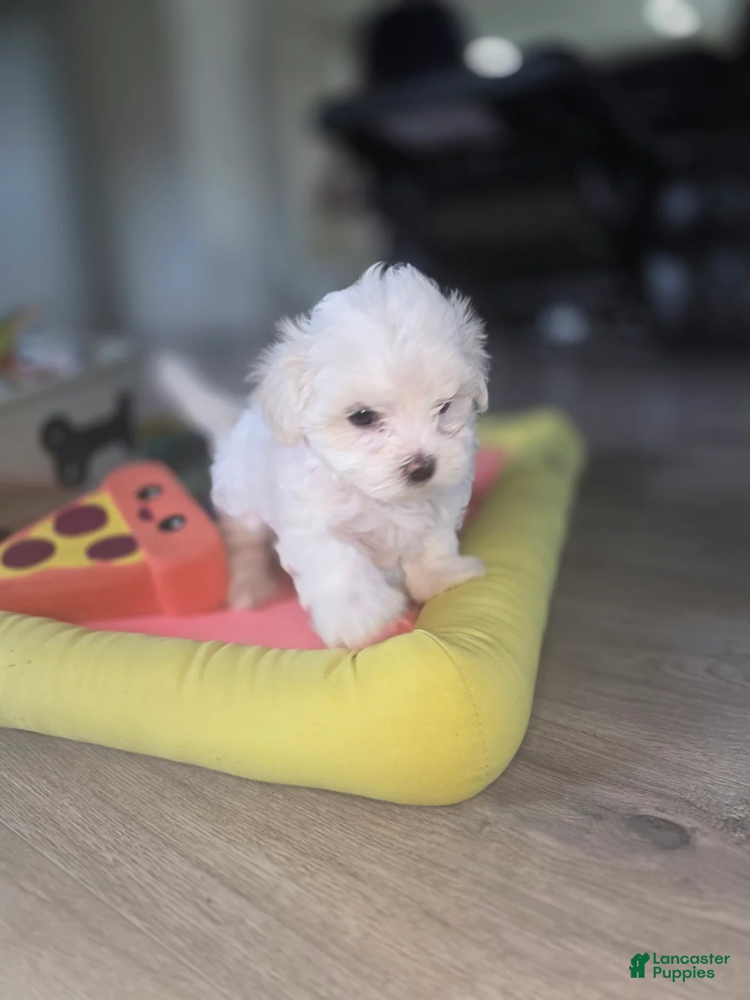 Maltese dogs for sale: 🐶 Female Maltese Puppy – Sweet, Playful & Petite - Ad 17