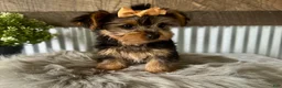 Yorkshire Terrier dogs for sale: Indy - Ad 8
