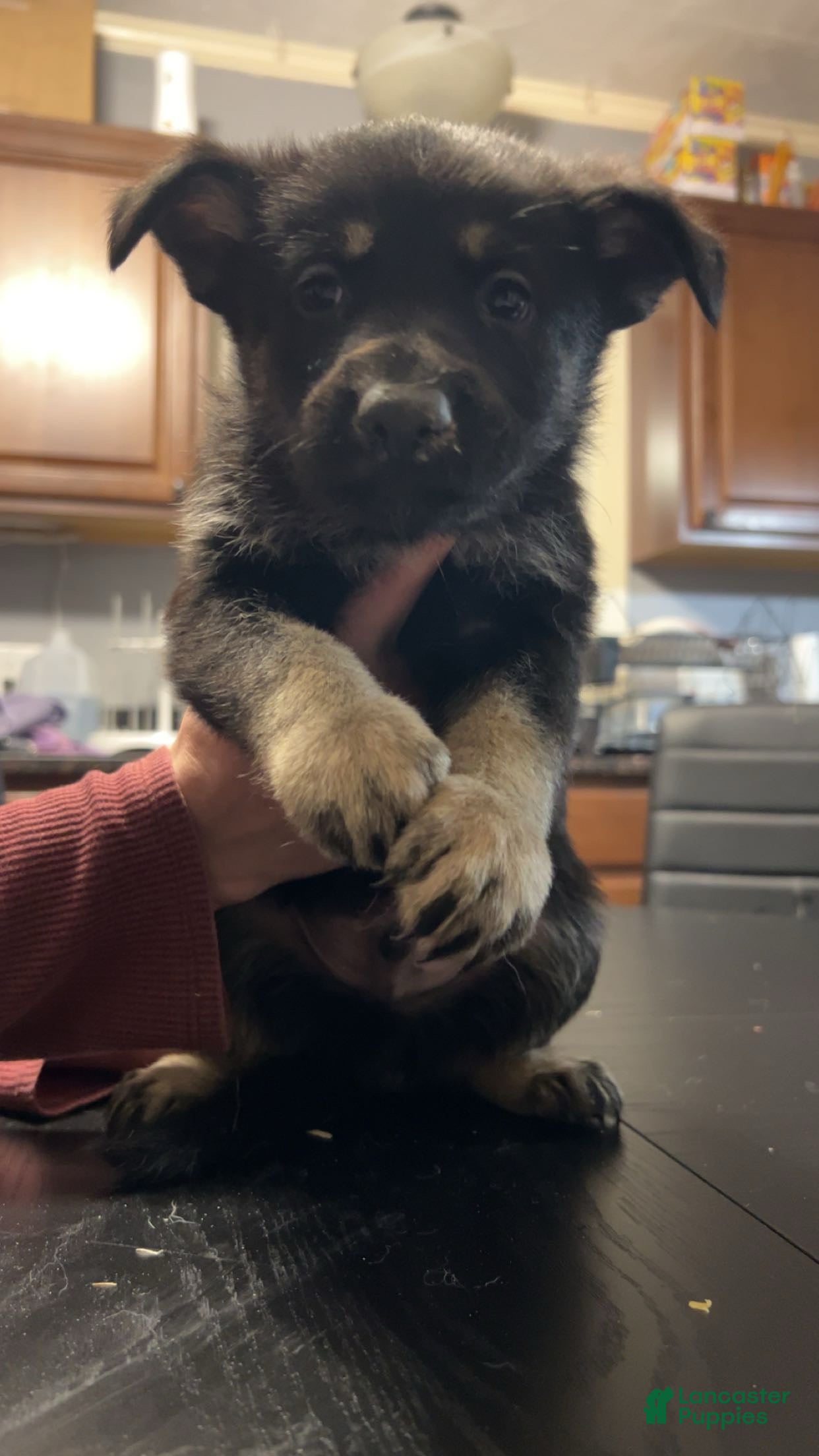 German Shepherd dogs German Shepherd Puppy 3 - Ad 2