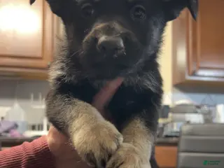 German Shepherd dogs German Shepherd Puppy 3 - Ad 2