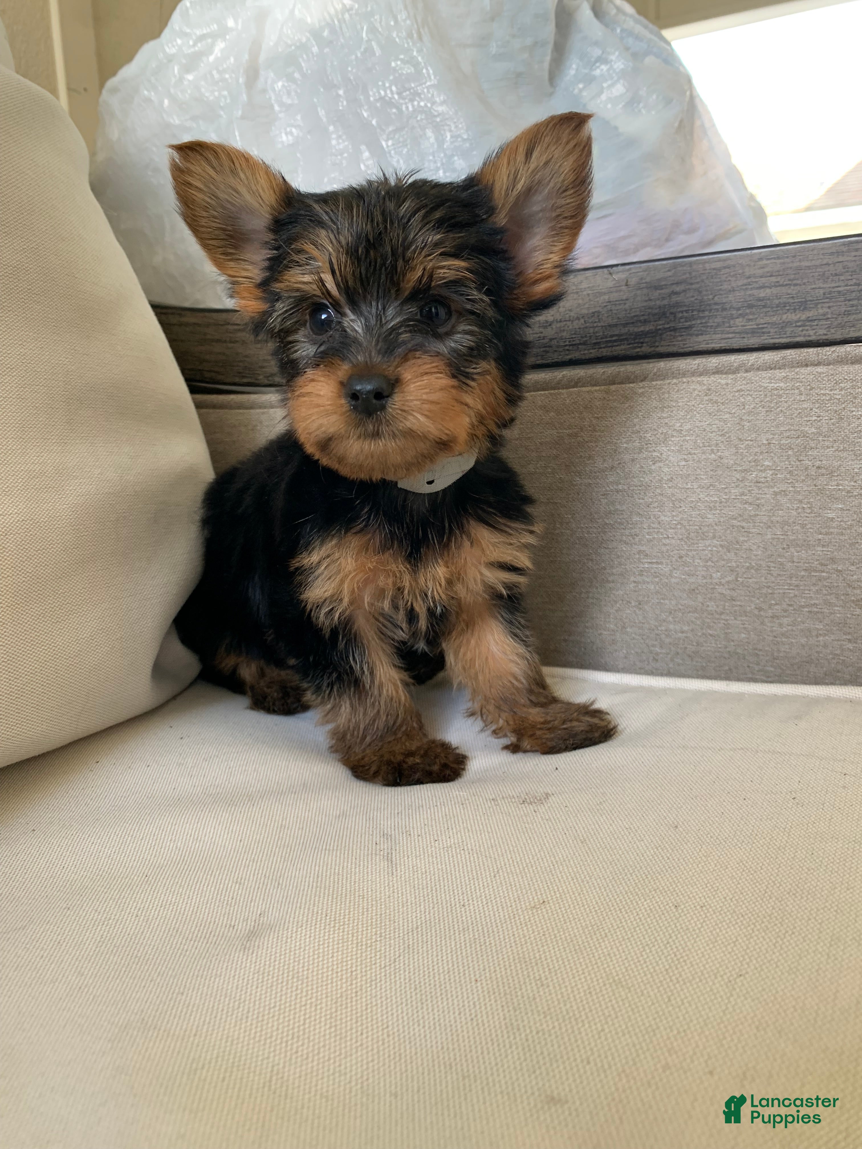 Yorkshire Terrier dogs Milo - Ad 5