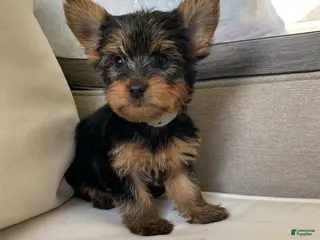 Yorkshire Terrier dogs Milo - Ad 5