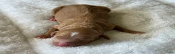 Mixed Breed dogs for sale: Red Apricot Micro Mini - Ad 4