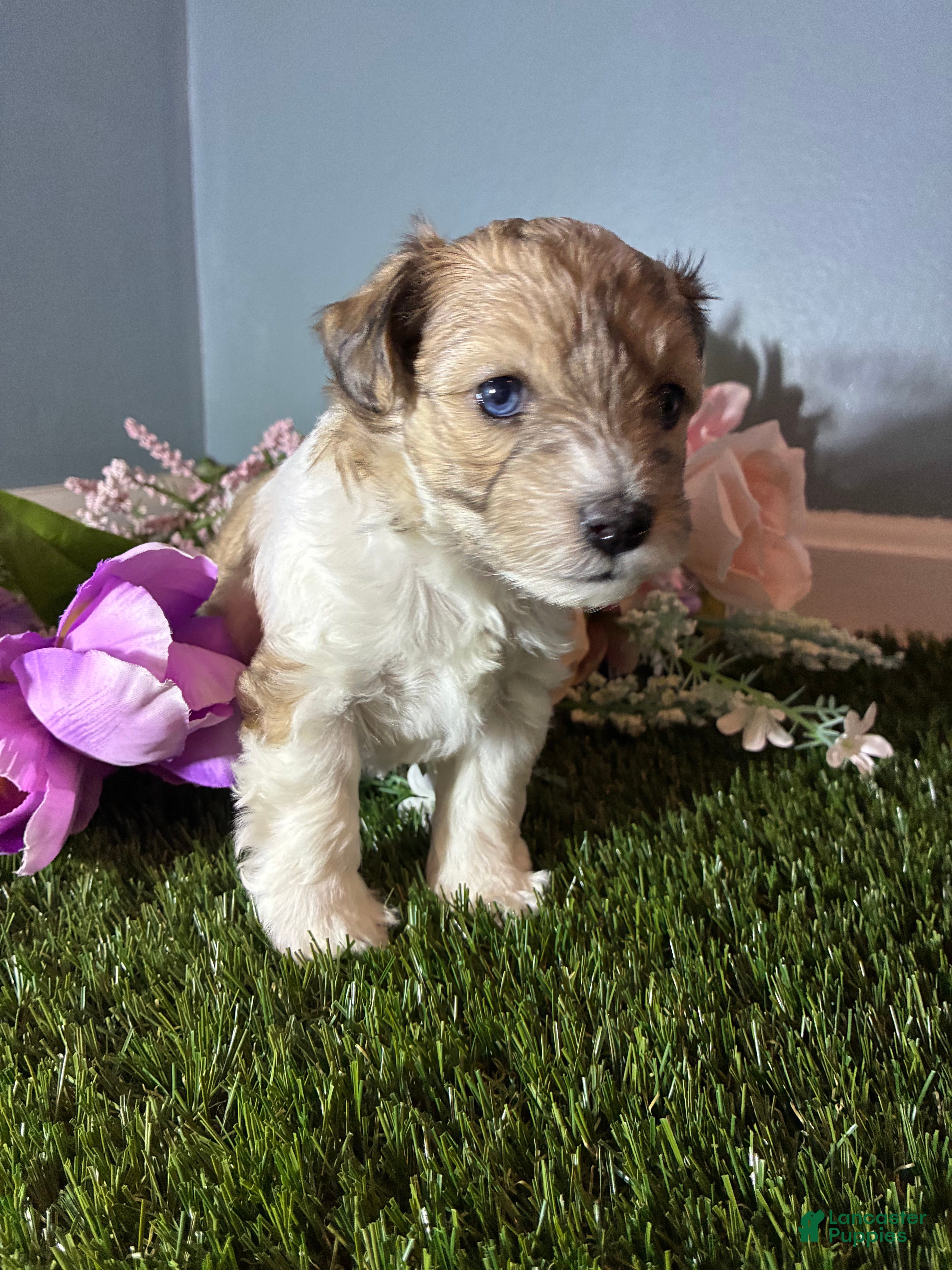 Mixed Breed dogs Girl 4 - Ad 2