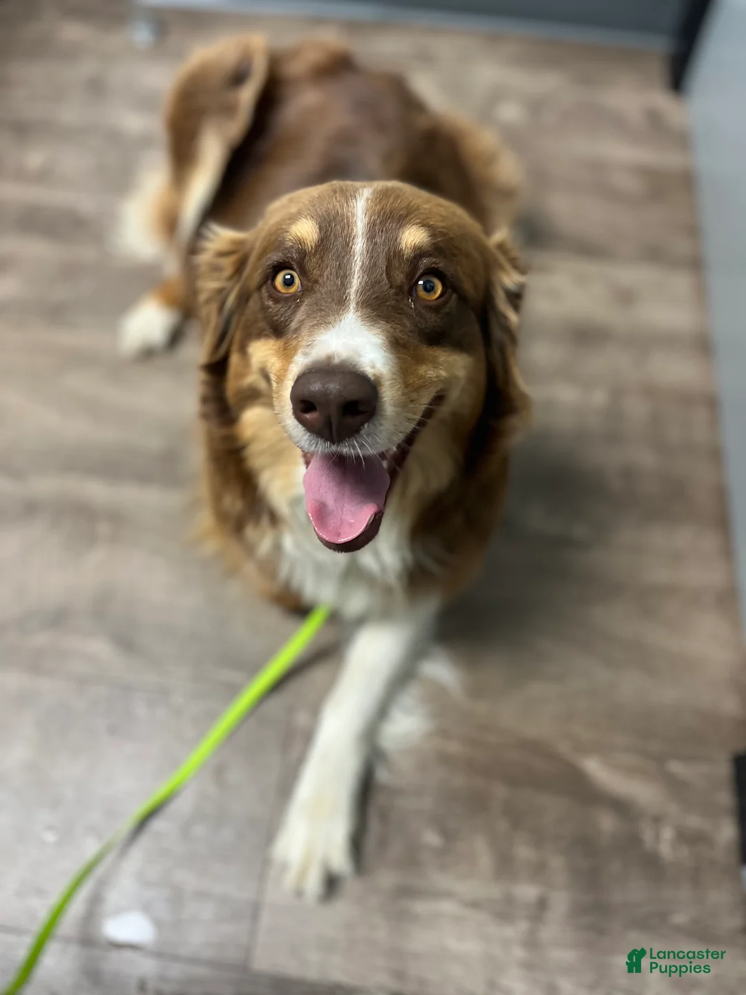 Australian Shepherd dogs for sale: Whales - Ad 3