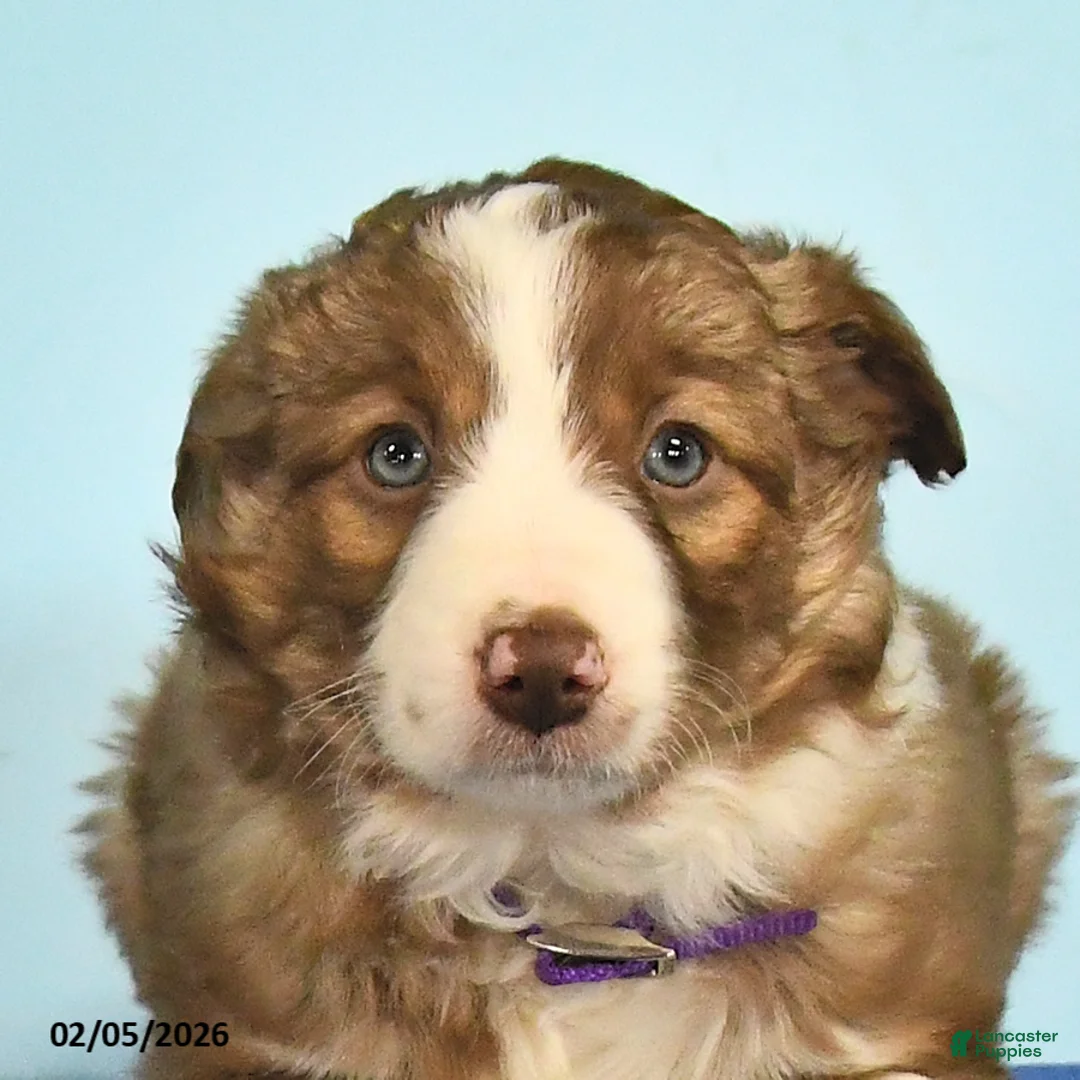 Mixed Breed dogs for sale: Lilac - Ad 2