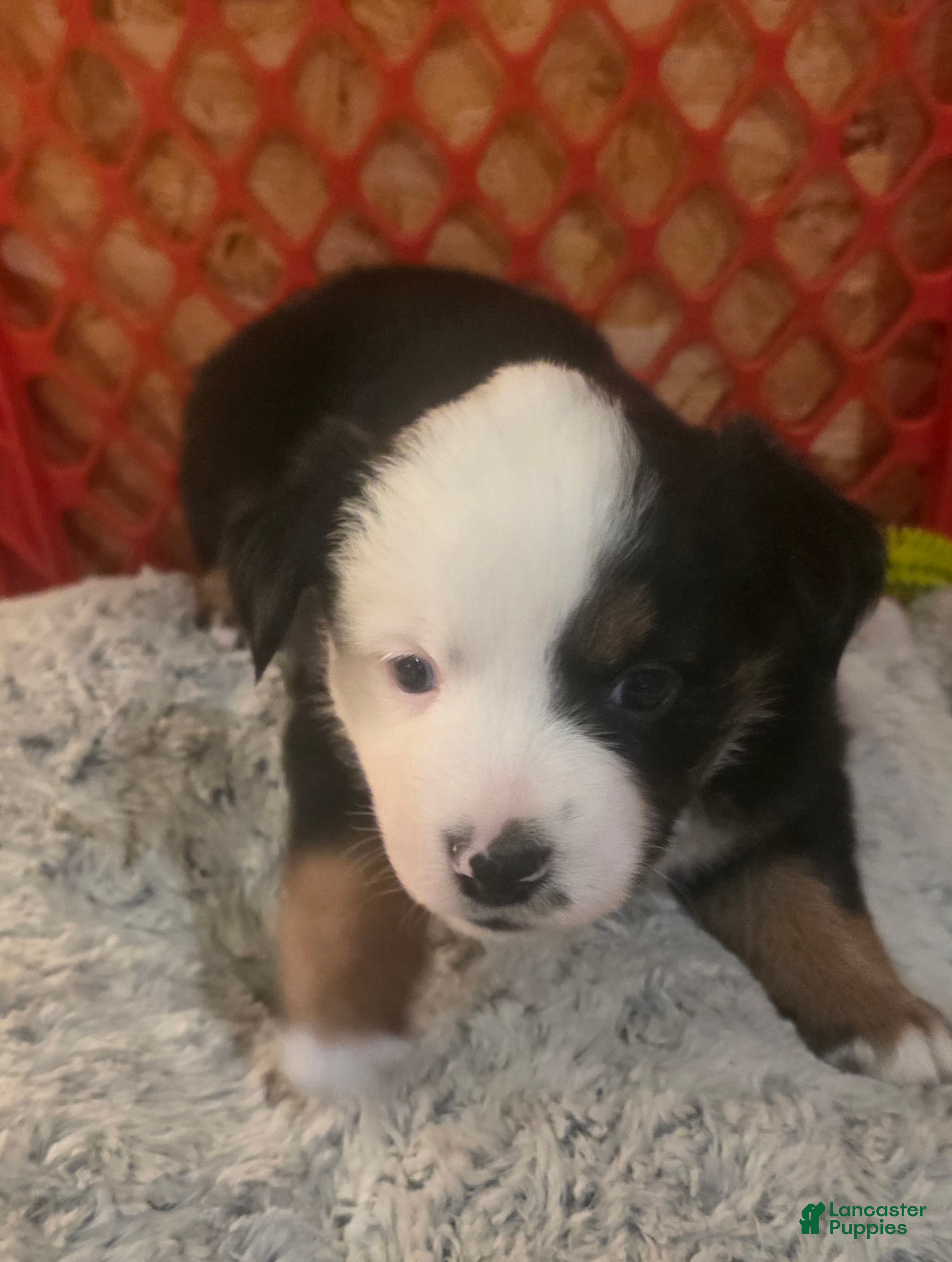 Australian Shepherd dogs Diana - Ad 1