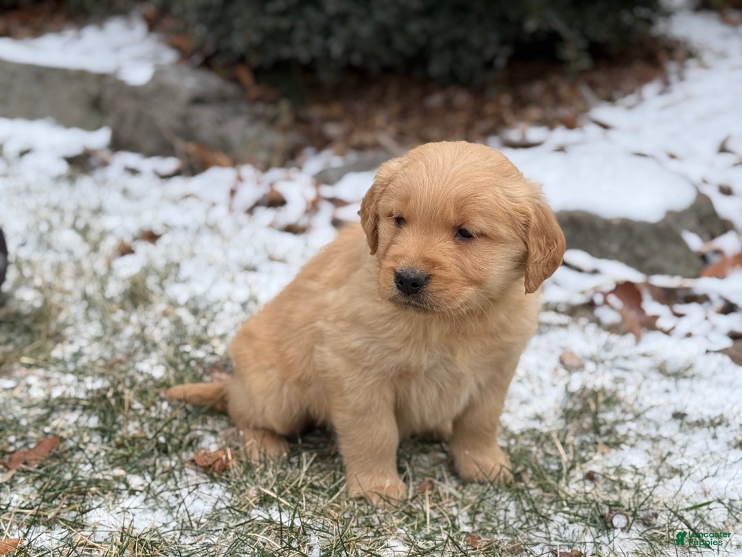 Golden Retriever dogs for sale: Sonic - Ad 10