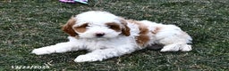 Mini Goldendoodle dogs for sale: Sweetie - Ad 2